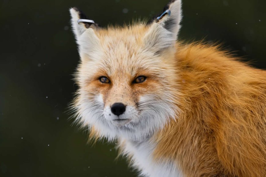 The Call of the Wild: 10 American Wildlife Photographers Redefining Nature Photography in 2026