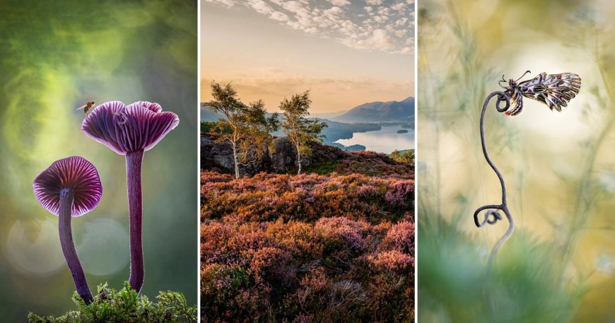 The Inspiring International Garden Photographer of the Year Winners