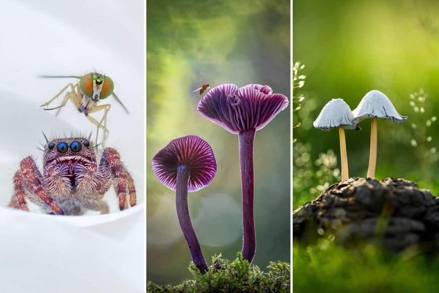 Earth in Bloom: Celebrating the Winners of the 2026 International Garden Photographer of the Year