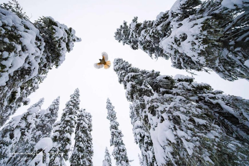 Beyond the Lens: How Award-Winning Photographer Lasse Kurkela Redefines Wildlife as Art