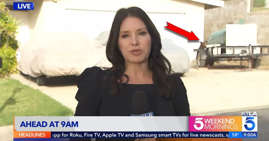 Black Bear Wanders into Cameraman’s Live Shot During News Report on Bear Attacks