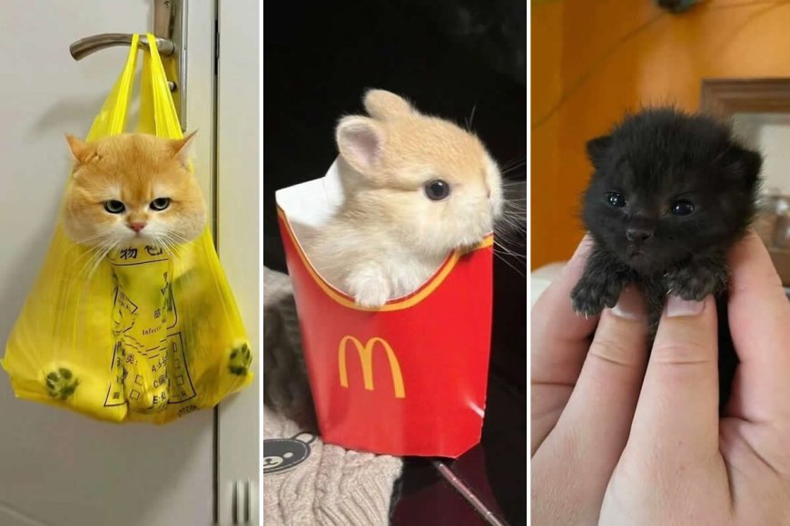 Warning: These 30 Tiny Animals Are Almost Too Adorable to Handle