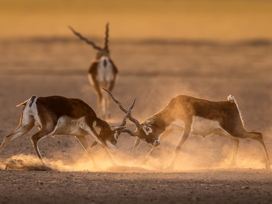 The wild side of nature with DPReview reader, Jagdeep Rajput