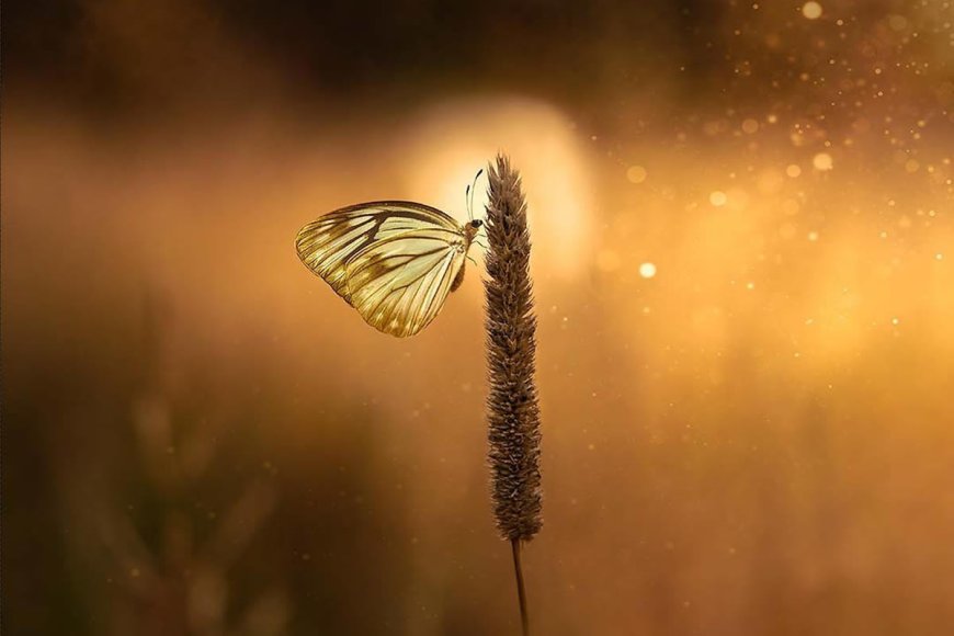 The Suburban Jungle: Why Your American Backyard is a World-Class Macro Photography Studio