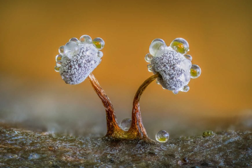 The World of Fungi: 15 Award-Winning Photos from the Garden Photographer of the Year