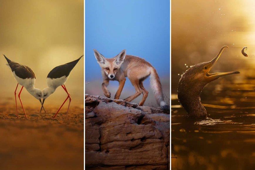 Heart in the Forest: How Nachu Seena Turned Passion into Powerful Wildlife Photography