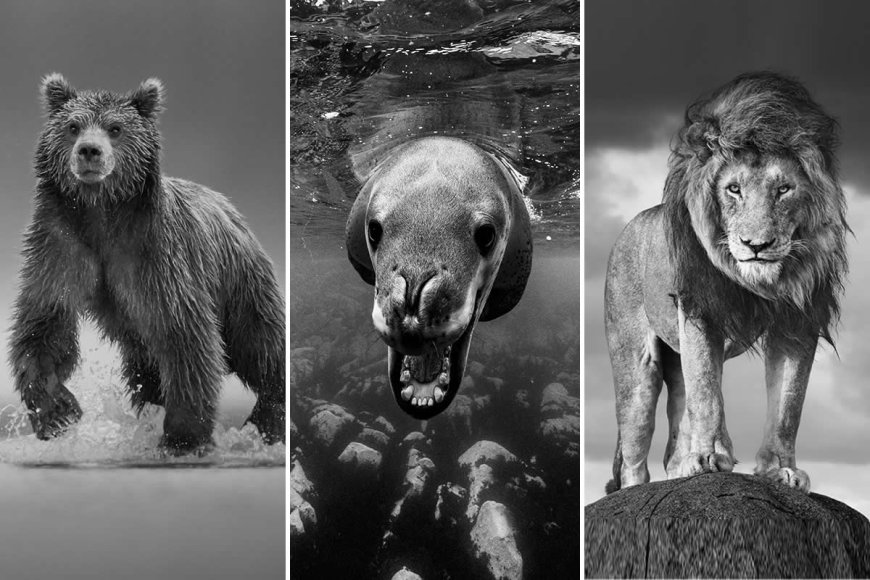 Monochrome Magic: 35 Award-Winning Wildlife Photos in Black & White