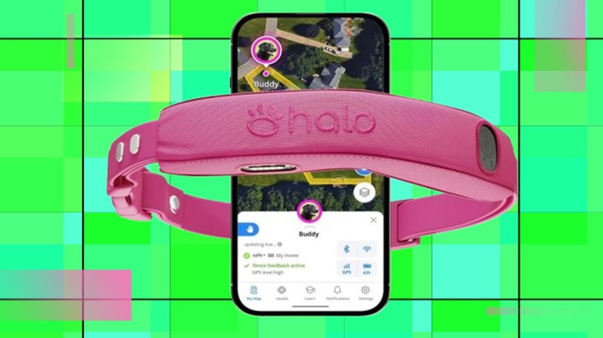 Get your pup the smart Halo Collar 5 that's 25% off