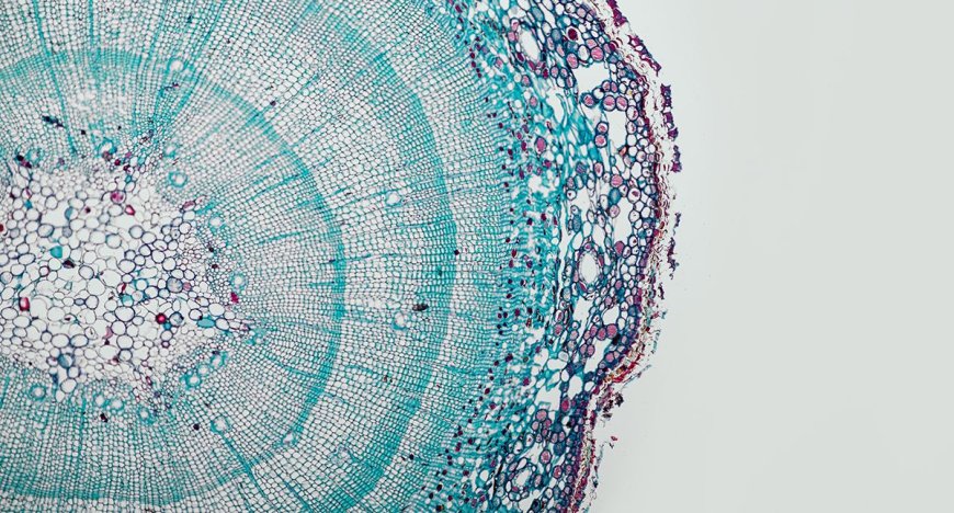 'Every living thing on Earth runs on the same programming language': How AI foundation models trained on DNA could transform plant biology