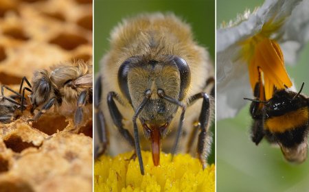 A Closer Look at the Beautiful Macro Cinematography in ‘Secrets of the Bees’