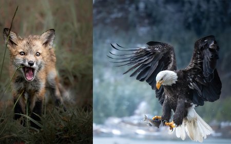 Beyond the Sharp Shot: 11 Tips to Take Artistic Wildlife Photos