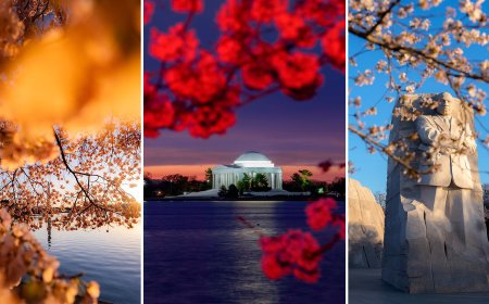 Why This Photographer Turned Cherry Blossoms Into a 17-Year Photo Project