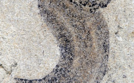 New fossil deposits show complex animal groups predating the Cambrian