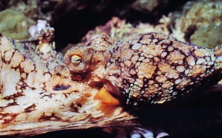 Male octopuses guided through mating by female hormones