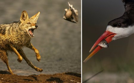 The Evolving Role of Technology vs Skill in Wildlife Photography