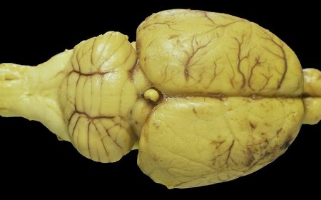 Researchers train living rat neurons to perform real-time AI computations — experiments could pave the way for new brain-machine interfaces