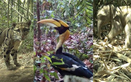 Remote Cameras Reveal the Rare Animals Living in the ‘Amazon of Asia’