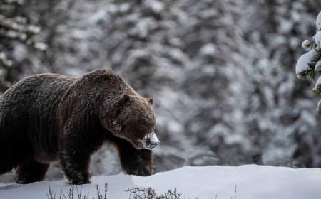 Renowned Grizzly Bear ‘The Boss’ Comes Out of Hibernation