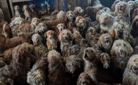 Animals Charity Forced to Deny Shocking Photo is AI