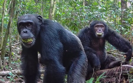 Ugandan chimps split into two factions, then killed rivals