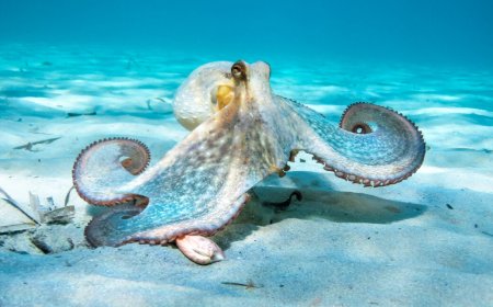 Oldest octopus fossil found to not be an octopus 