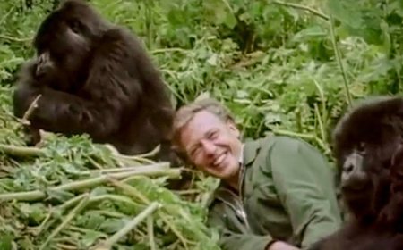 Iconic David Attenborough Moment From the 1970s Explored in New Film