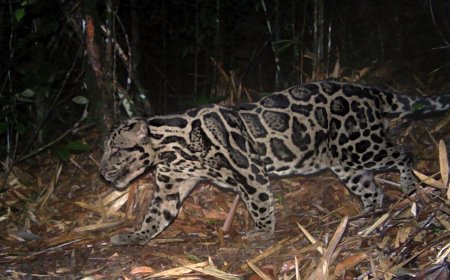 Scientists Followed a Single Clouded Leopard on Remote Cameras for Six Years