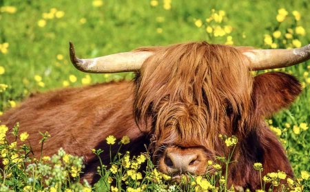 Famed Highland Cows Removed After Surge in Tourist Selfies with Animals