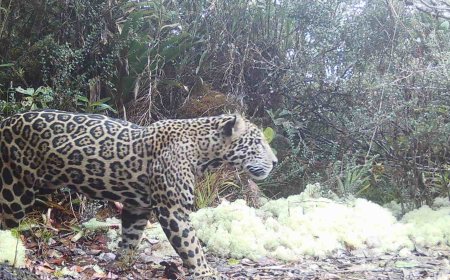 Remote Cameras Capture ‘Cloud Jaguar’ in Honduras for First Time in a Decade