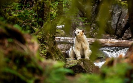 Photographer’s Journey Deep into Candian Rainforest to Find Rare Spirit Bear