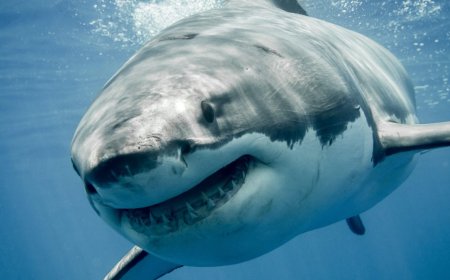 Great white sharks are overheating
