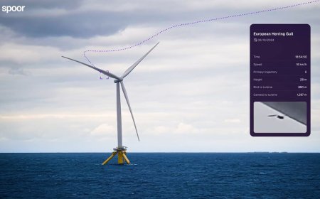 'Birds avoid turbines far more than prediction models assume': Spoor’s AI monitoring is changing how wind farms measure wildlife risk