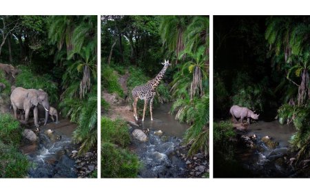 'For nocturnal creatures, there's nothing better than camera traps' — how an award-winning wildlife photographer used old secondhand DSLRs and custom camera traps to make discoveries that 'stunned' Kenya's Masai Mara rangers