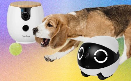 The 10 Best Pet Cameras of 2026: Furbo, Petcube, and Enabot