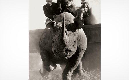 Maverick Photographer’s Wildlife Images From the 1960s Document Animals in Crisis