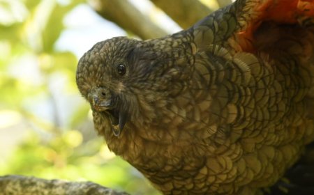 Meet Bruce, the "beak-jousting" parrot