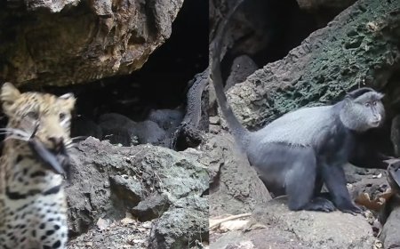 Remote Cameras Capture 10 Different Predators Descending on Bat Cave