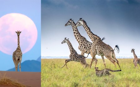20 Spectacular Giraffe Photos from Remembering Wildlife Competition
