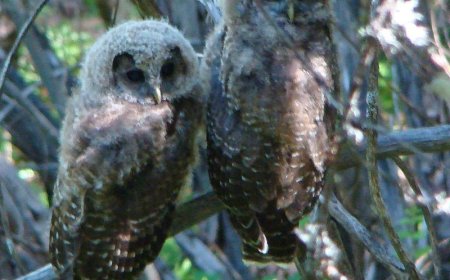 Trump administration attempt to gut Endangered Species Act hits roadblock
