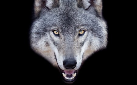 Man faces 5 years in prison for using AI to fake sighting of runaway wolf