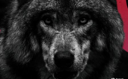 South Korea Arrests Man for a Fake AI Wolf Photo That Raised Alarms