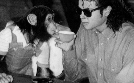 Where Is Michael Jackson's Chimpanzee Bubbles Now? Truth Revealed