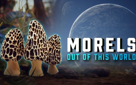This Video Game Turns Mushroom Hunting Into a Sci-Fi Photo Expedition