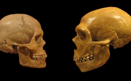 Neanderthal brains measure up to ours—literally