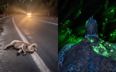 Environmental Photo Competition Shows Devastating Impact Humans Can Have on Wildlife
