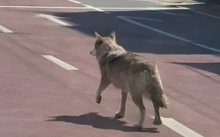 Man Arrested Over AI Image of Wolf That Escaped From Korean Zoo