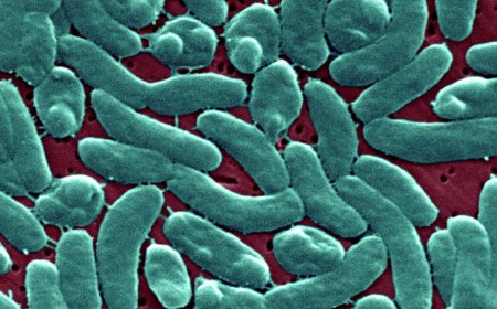 Flesh-eating bacteria devour man's arm and leg in just three days