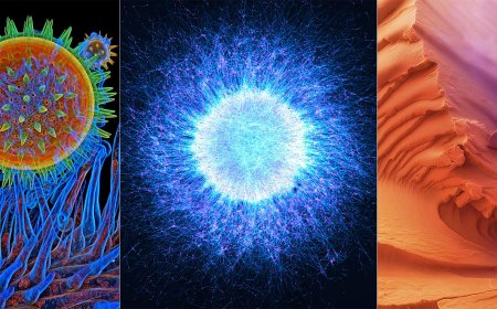 17 Award-Winning Microscope Photos Reveal the World’s Hidden Wonders