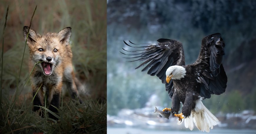 Beyond the Sharp Shot: 11 Tips to Take Artistic Wildlife Photos