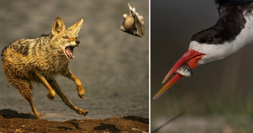 The Evolving Role of Technology vs Skill in Wildlife Photography